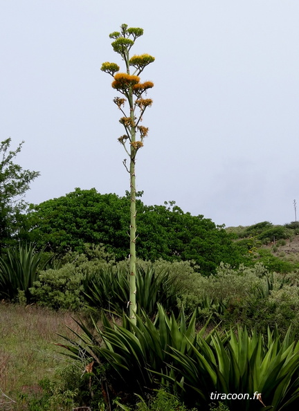 	Agave karatto