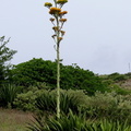 	Agave karatto