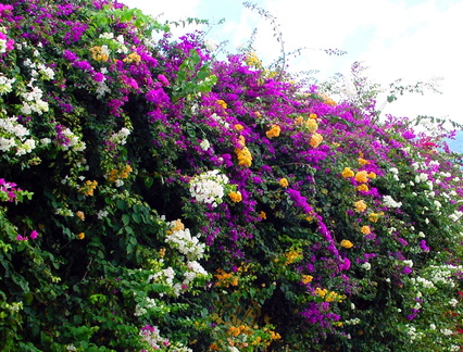 	Bougainvillea spectabilis	