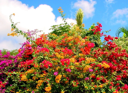 	Bougainvillea spectabilis