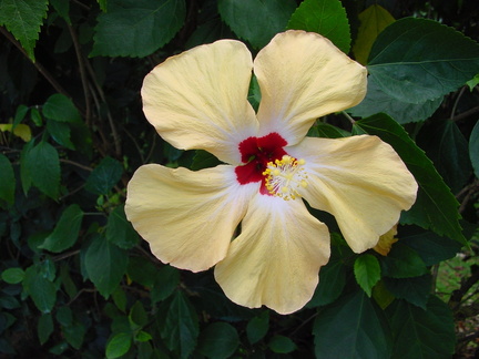 	Hibiscus rosa-sinensis	