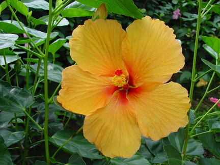 	Hibiscus rosa-sinensis