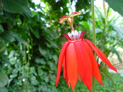 	Passiflora coccinea