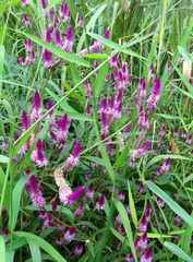 	Celosia argentea	