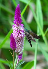 	Celosia argentea	