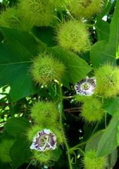 	Passiflora foetida	