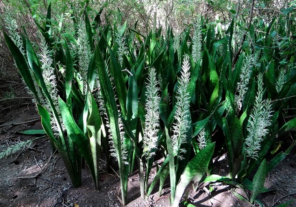 	Dracaena hyacinthoides 