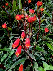 	Gloxinia sylvatica