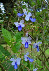 	Clerodendrum ugandense	