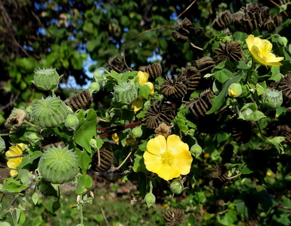 	Abutilon indicum	