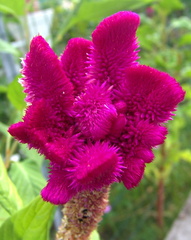 	Celosia cristata