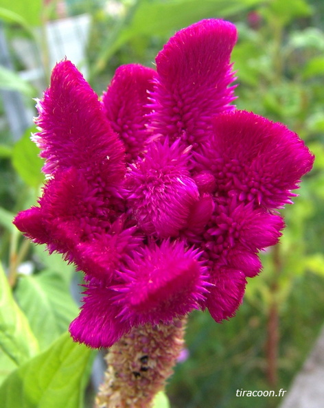 	Celosia cristata