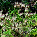 	Kalanchoe pinnata