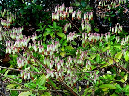 	Kalanchoe pinnata