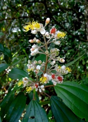 	Miconia furfuracea 