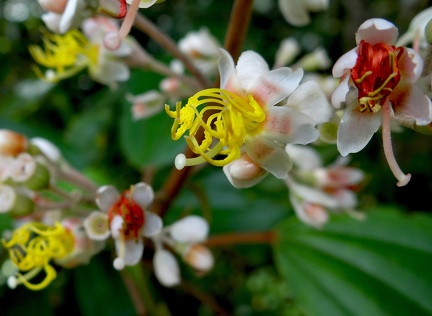 	Miconia furfuracea 