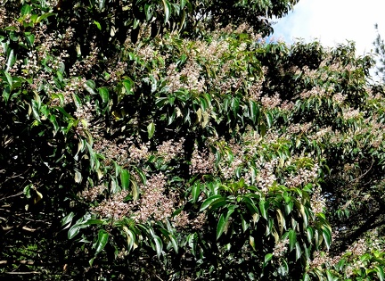 	Miconia furfuracea 