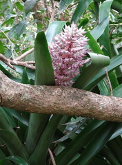 	Aechmea smithiorum	