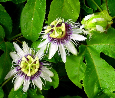 	Passiflora edulis