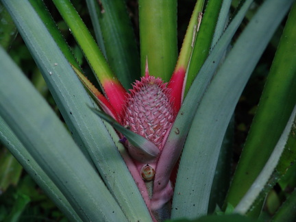 	Ananas fruit	