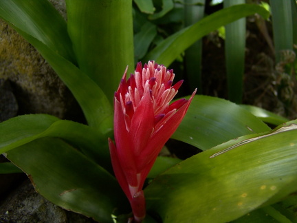 	Billbergia pyramidalis	