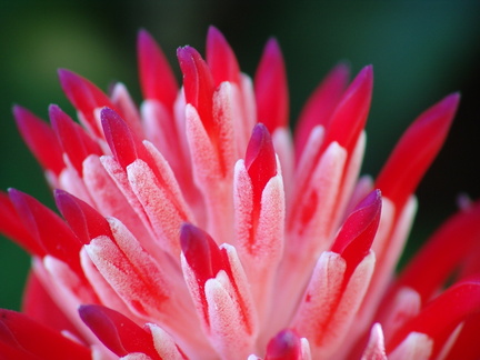 	Billbergia pyramidalis