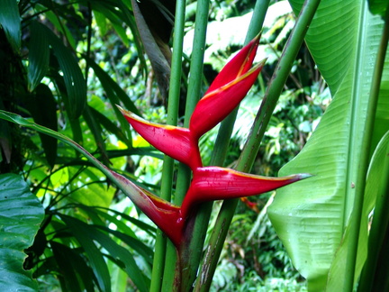 	Heliconia bihai	