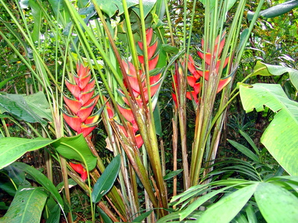 	Heliconia wagneriana	