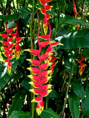 	Heliconia rostrata	