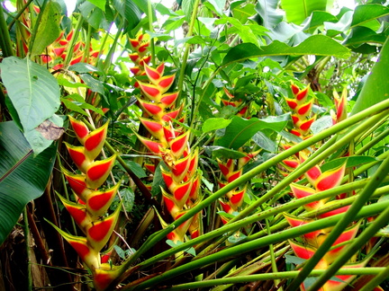 	Heliconia wagneriana	