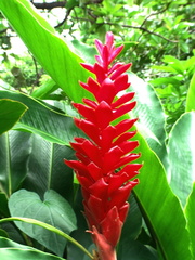 	Alpinia purpurata