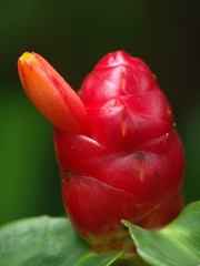 	Costus spicatus