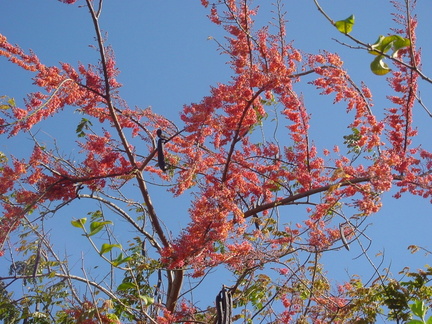 	Cassia grandis	