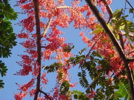 	Cassia grandis