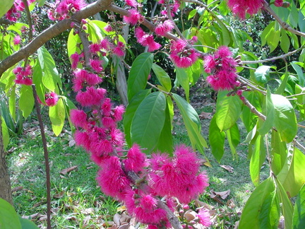 	Syzygium malaccense	