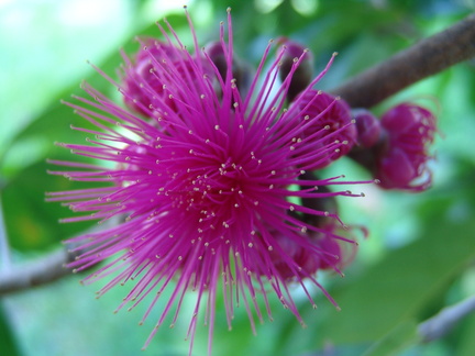 	Syzygium malaccense	