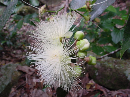 	Syzygium jambos