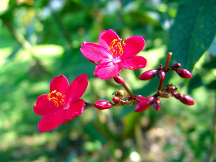 	Jatropha integerrima