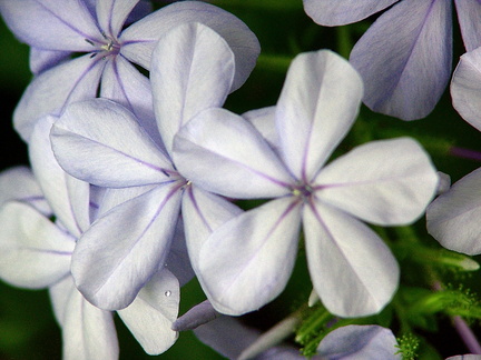 	Plumbago auriculata	