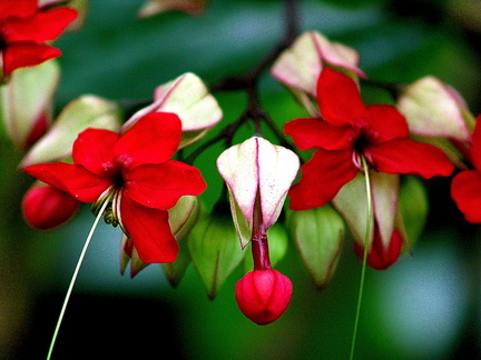 	Clerodendrum thomsoniae	