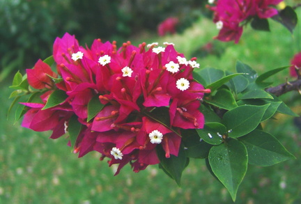 	Bougainvillea spectabilis