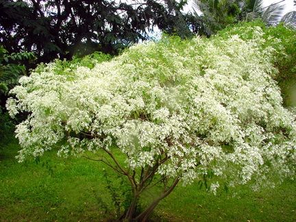 	Euphorbia leucocephala