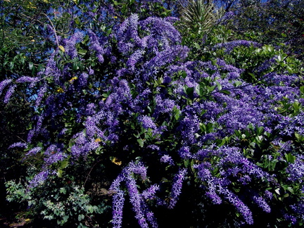 	Petrea kohautiana