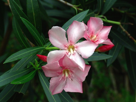 	Nerium oleander	