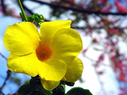 	Allamanda	cathartica