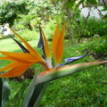 	Strelitzia reginae	