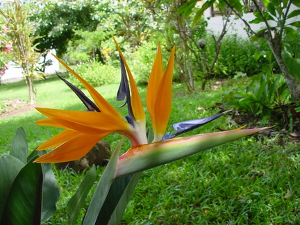 	Strelitzia reginae	