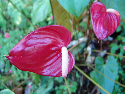 	Anthurium andreanum		