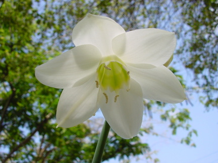 	Eucharis grandiflora