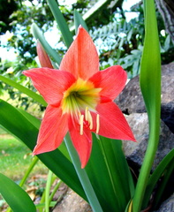 	Hippeastrum puniceum	